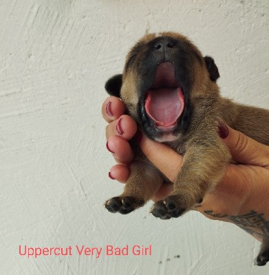 Uppercut Very Bad Girl 