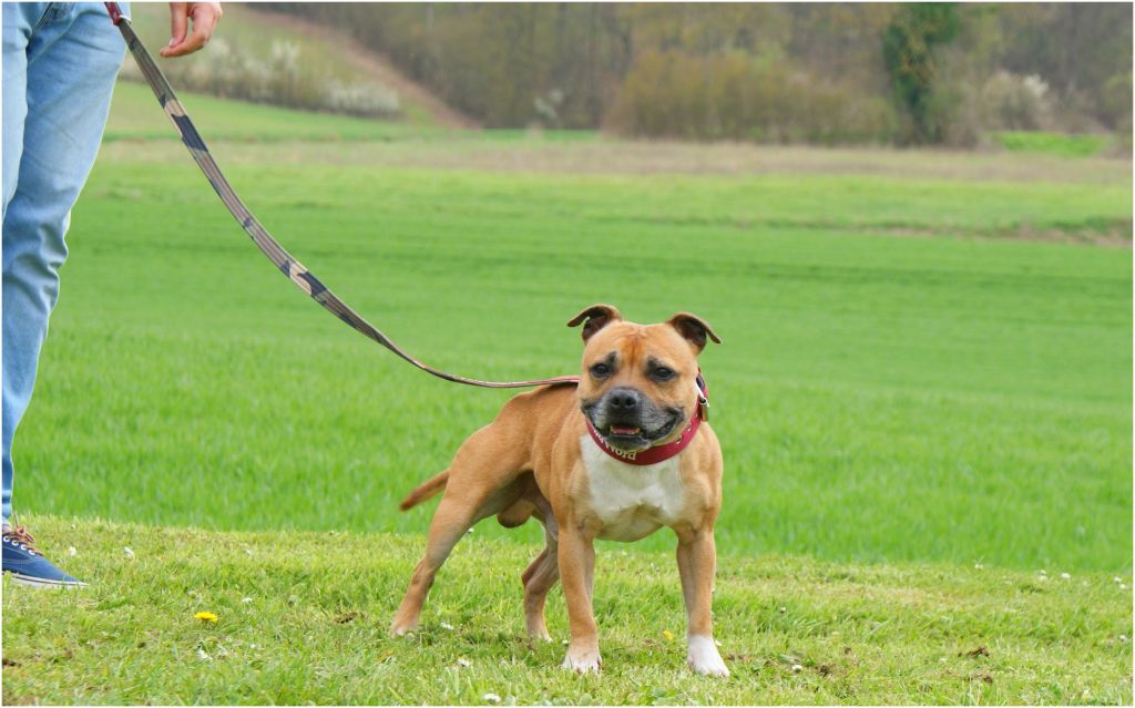 Old el paso des vallées du grand nord