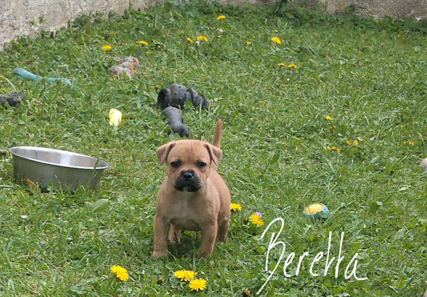 Beretta est disponible