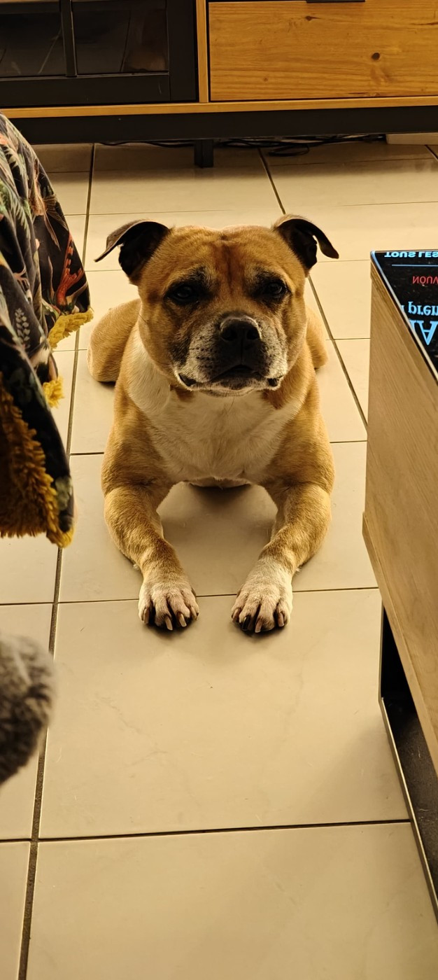 des vallées du grand nord - Staffordshire Bull Terrier - Portée née le 11/03/2026