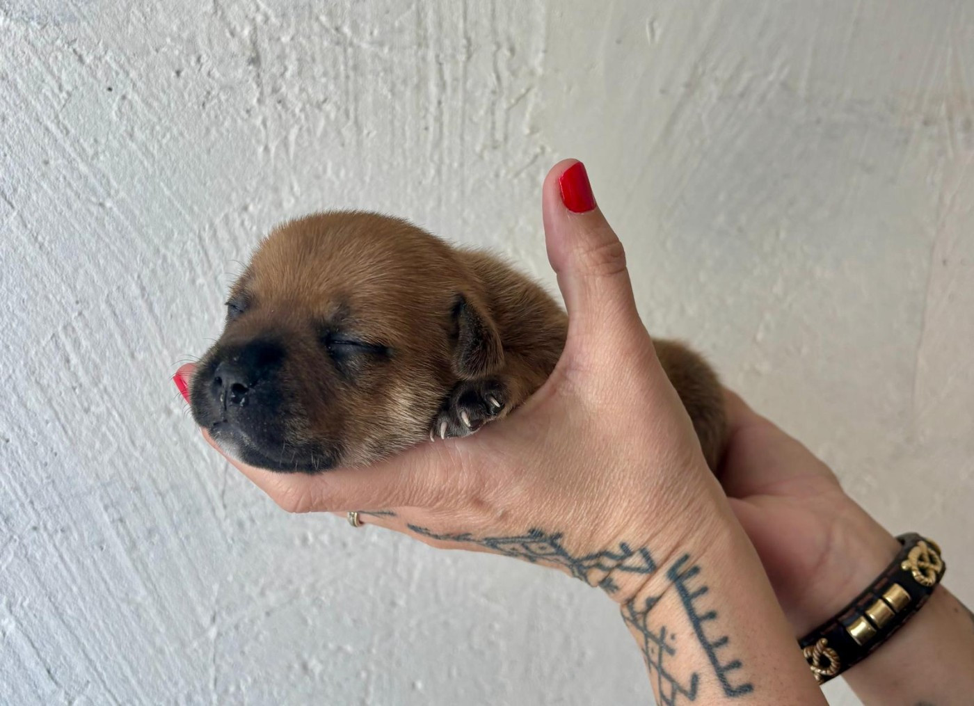 des vallées du grand nord - Chiots disponibles - Staffordshire Bull Terrier