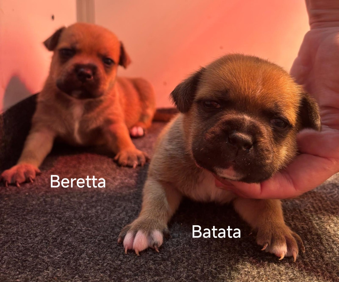 des vallées du grand nord - Chiots disponibles - Staffordshire Bull Terrier