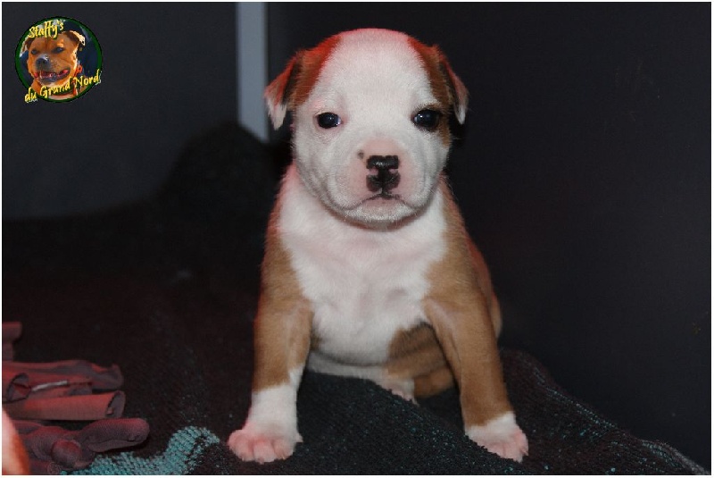 des vallées du grand nord - Staffordshire Bull Terrier - Portée née le 06/11/2016