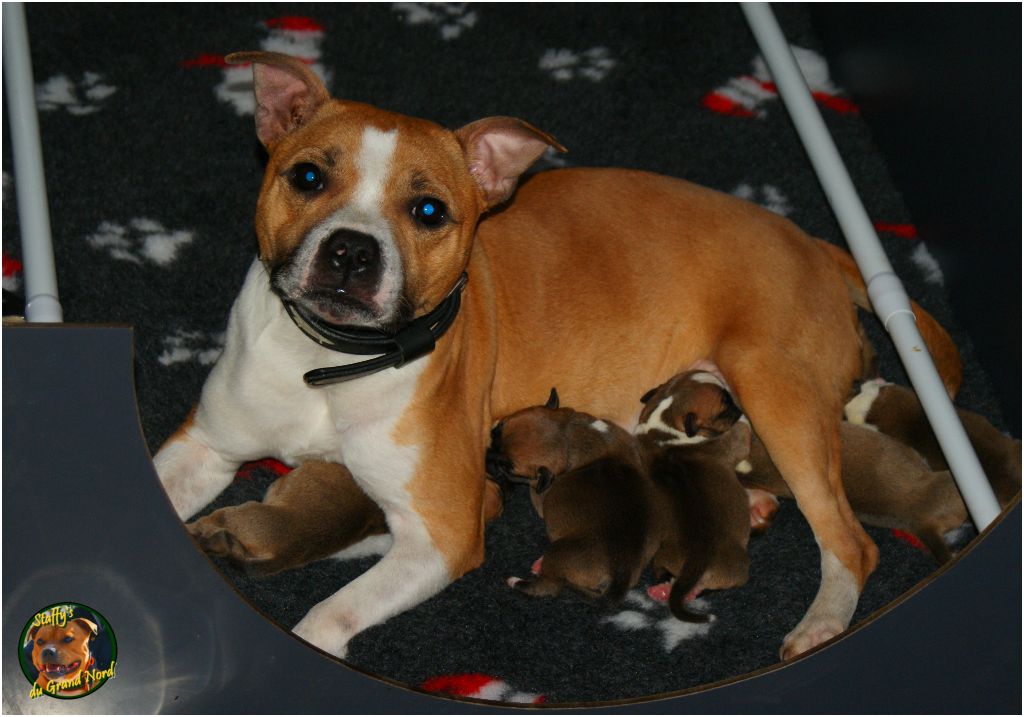 des vallées du grand nord - Staffordshire Bull Terrier - Portée née le 23/06/2018