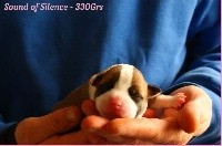 Sound of Silence