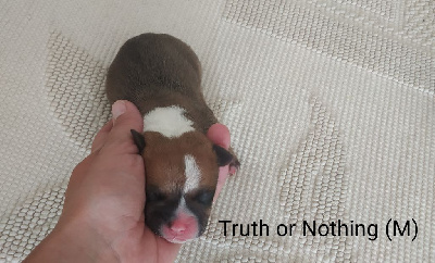 Truth or Nothing